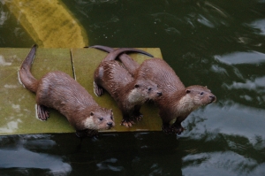 Fischottergruppe