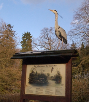 Graureiher