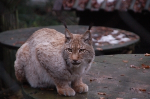 Luchs