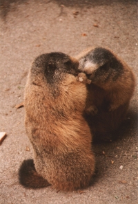 Murmeltiere