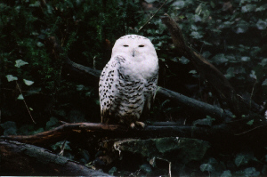 Schneeeule