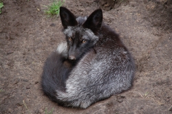Silberfuchs
