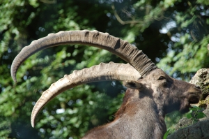 Steinbock