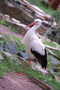 Storch