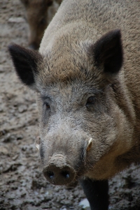 Wildschwein