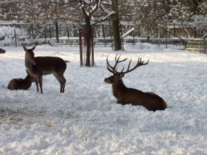 Winterimpressionen 3