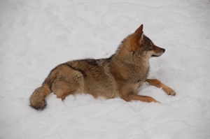Winterimpressionen 5