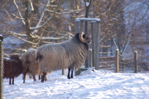 Winterimpressionen 6
