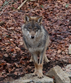 Wolf